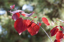 Red Leaves Of Cercis Canadensis