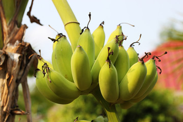 Closeup of an Asian tropical banana tree with a bunch of green growing raw bananas in Cambodia, Asia.