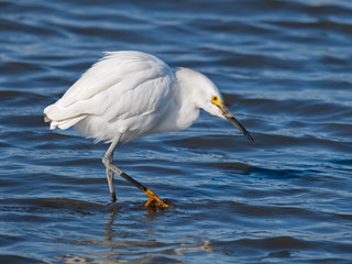 Wall Mural - Snowy Egret