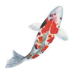 Koi Carp Fish watercolor illustrations and Hand drawn sketch. Watercolor painting Cute Koi Carp Fish. Animal Illustration isolated on white background.