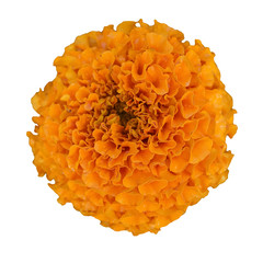 Wall Mural - beautiful orange marigold flower isolated on white background with clipping path