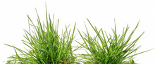 Two Bunches Of Green Grass Isolated On White Background