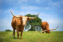 Texas Longhorn Cattle Grazing On Spring Pasture. Blue Sky Background With Copy Space.