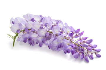 Poster - wisteria flowers isolated