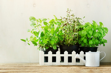 Green fresh aromatic herbs - melissa, mint, thyme, basil, parsley in pots, watering can on white and wooden background. Banner. Aromatic spices, herbs, plants frame with copy space.