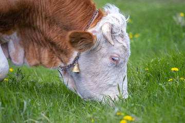 Wall Mural - Domestic bull head with a bell on neck grazing