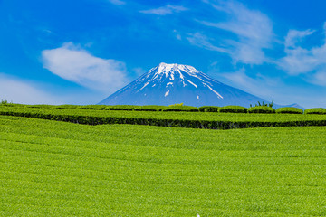 静岡県富士市　富士山と茶畑