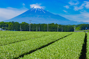 静岡県富士市　富士山と茶畑