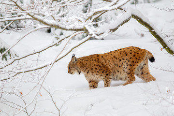 Poster - Luchs (Lynx lynx) im Winter im Tier-Freigelände im Nationalpark Bayrischer Wald, Deutschland.