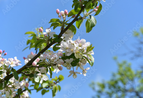 Zdjęcie XXL Kwiaty jabłoni