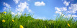 Juicy fresh young grass with yellow dandelions close-up on summer nature on blue sky background with clouds, panoramic viev, copy space.