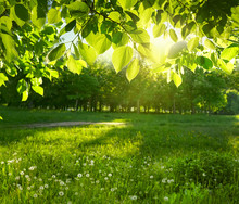 Young Juicy Fresh Leaves On The Branches Of A Tree And Grass In Sun, Soft Focus. Spring Summer Landscape In Nature Morning, Green Grass Background, Copy Space.