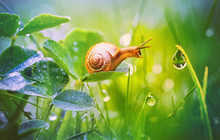Beautiful Lovely Snail In Grass With Morning Dew, Macro, Soft Focus. Grass And Clover Leaves In Droplets Of Water In Spring Summer Nature. Amazingly Cute Artistic Image Of Pure Nature.