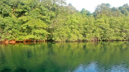 Wall Mural - river and reflection green forest in morning thailand