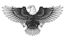 Eagle Isolated On White Vector Illustration.