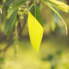 Willow leaves