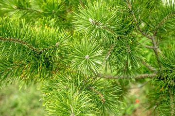  Pine branches as a background in nature