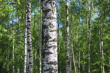  Beautiful birch trees with white birch bark in birch grove with green birch leaves in early summer