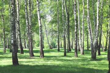 Wall Mural - Beautiful birch trees with white birch bark in birch grove with green birch leaves in early summer