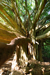 Wall Mural - Branches and hanging roots of giant banyan tree growing on famous Pipiwai trail on Maui, Hawaii