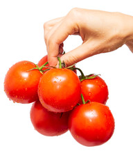 Bunch of red tomatoes in hand on a white background