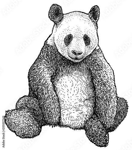 picture Panda Drawing Line Art adobe stock