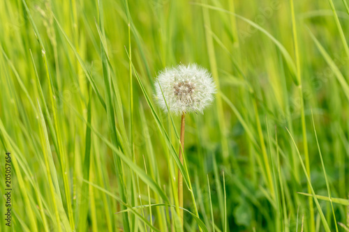 Plakat Dandelion ziarna głowa w zielonej trawie