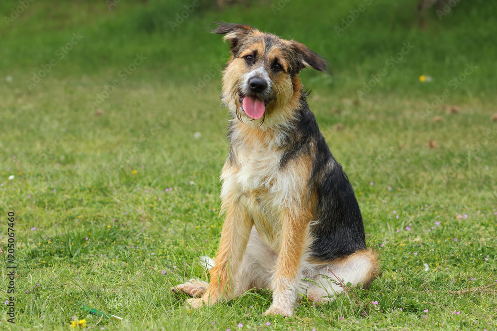 Photo Art Print Chien De Race Berger Assis Penche La Tête