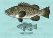 Gag Grouper. Vector illustration with refined details and optimized stroke that allows the image to be used in small sizes (in packaging design, decoration, educational graphics, etc.)