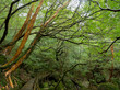© ANTRODZ - Yakushima forest