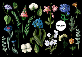 Wall Mural - Wild flowers isolated on a black background. Vector illustration.