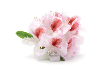 Wall Mural - Rhododendron flower heads in pink red on white isolated background