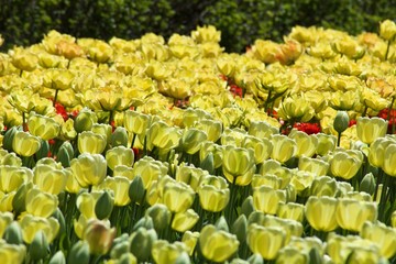 Beautiful yellow tulips with green leaves