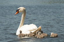 Mother Swan Swimming With Her Cygnets