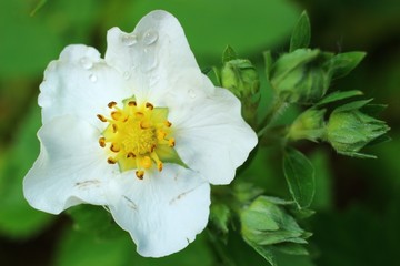 Poster - Blossoms of strawberries with white flowers close-up