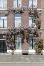 Arch Of Purple Wisteria Color Flowers Cover The Facade, Front Door Of A Building Under A Spring Shiny Sun Light