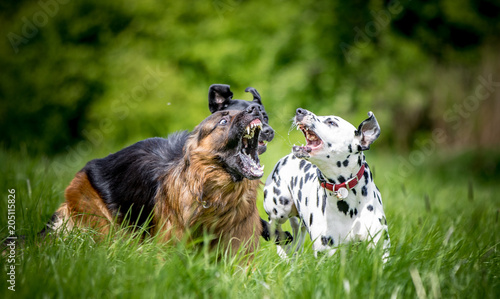 dalmatian and german shepherd