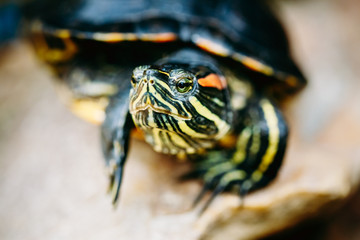 Wall Mural - Small Red-ear Turtle, Pond Terrapin