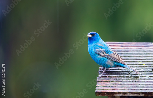 Horizontal Image Of Male Indigo Bunting Bird On Roof Of Bird
