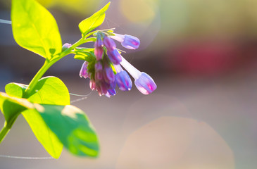 Wall Mural - Macro Virginia bluebells blooming in the spring; green and lavender bokeh background