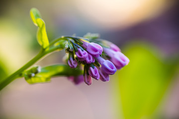 Wall Mural - Macro Virginia bluebells blooming in the spring; green and lavender bokeh background