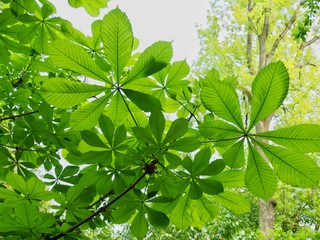 Sticker - Horse Chestnut 