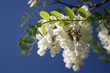 Białe kwiaty akacji na tle błękitnego nieba