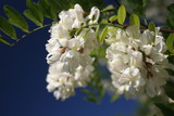 Fototapeta Kwiaty - Białe kwiaty akacji na tle błękitnego nieba