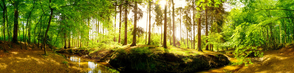 Poster - Beautiful forest Panorama in spring with bright sun shining through the trees