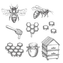 Honey And Bee Sketch Vector Illustration. Honeycombs, Pot And Hive Hand Drawn Isolated Design Elements