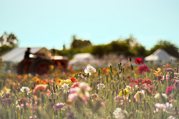 Tractor in a field of flowers in Spring time