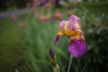 Purple And Yellow Bearded Iris Flowers Blooming In A Spring Garden