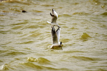 The Tern Is Catching Fish In Lake Water.