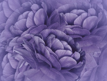 Floral   Violet Background. A Bouquet Of  Purple Flowers.  Close-up.   Floral Collage.  Flower Composition. Nature.
